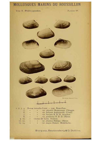 Reproducción/Reproduction 49806972641: Les mollusques marins du Roussillon. Paris :J.-B. Baillière,[1882]-[1898]. 