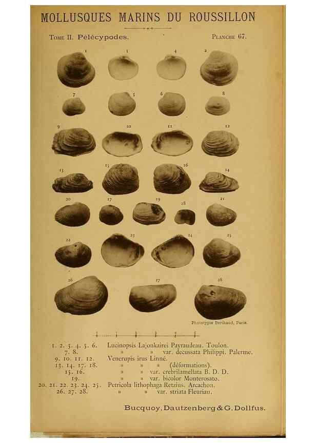 Reproducción/Reproduction 49806416903: Les mollusques marins du Roussillon. Paris :J.-B. Baillière,[1882]-[1898]. 