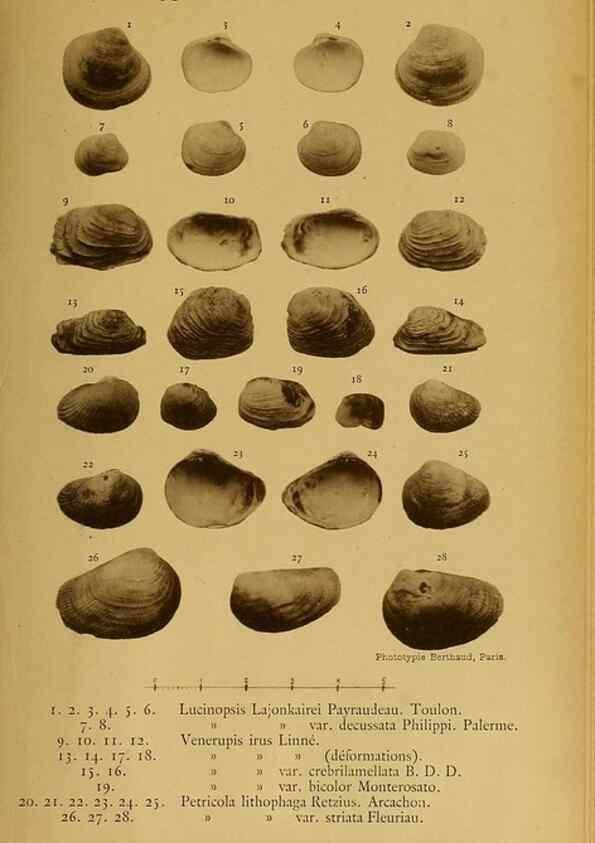 Reproducción/Reproduction 49806416903: Les mollusques marins du Roussillon. Paris :J.-B. Baillière,[1882]-[1898]. 