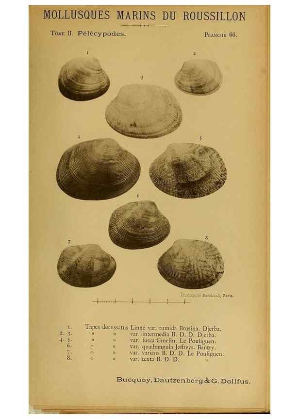 Reproducción/Reproduction 49806416483: Les mollusques marins du Roussillon. Paris :J.-B. Baillière,[1882]-[1898]. 