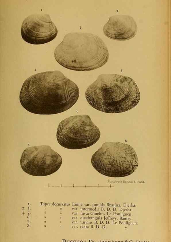 Reproducción/Reproduction 49806416483: Les mollusques marins du Roussillon. Paris :J.-B. Baillière,[1882]-[1898]. 