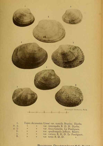 Reproducción/Reproduction 49806416483: Les mollusques marins du Roussillon. Paris :J.-B. Baillière,[1882]-[1898]. 