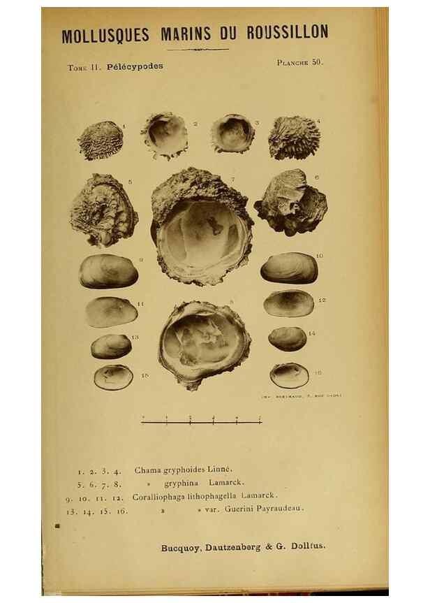 Reproducción/Reproduction 49806966846: Les mollusques marins du Roussillon. Paris :J.-B. Baillière,[1882]-[1898]. 