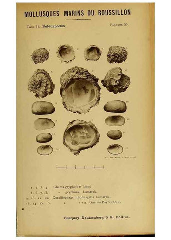 Reproducción/Reproduction 49806966846: Les mollusques marins du Roussillon. Paris :J.-B. Baillière,[1882]-[1898]. 