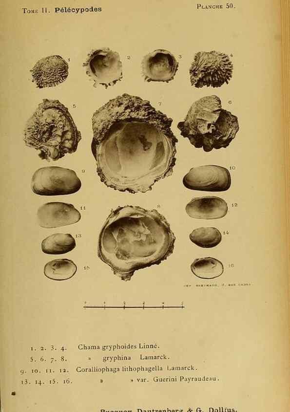 Reproducción/Reproduction 49806966846: Les mollusques marins du Roussillon. Paris :J.-B. Baillière,[1882]-[1898]. 
