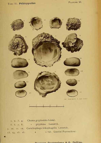 Reproducción/Reproduction 49806966846: Les mollusques marins du Roussillon. Paris :J.-B. Baillière,[1882]-[1898]. 