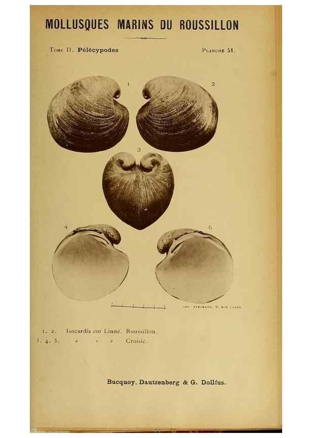 Reproducción/Reproduction 49806967141: Les mollusques marins du Roussillon. Paris :J.-B. Baillière,[1882]-[1898]. 
