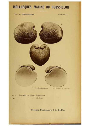Reproducción/Reproduction 49806967141: Les mollusques marins du Roussillon. Paris :J.-B. Baillière,[1882]-[1898]. 