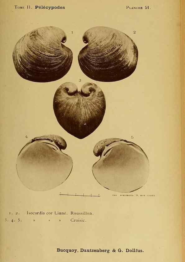 Reproducción/Reproduction 49806967141: Les mollusques marins du Roussillon. Paris :J.-B. Baillière,[1882]-[1898]. 
