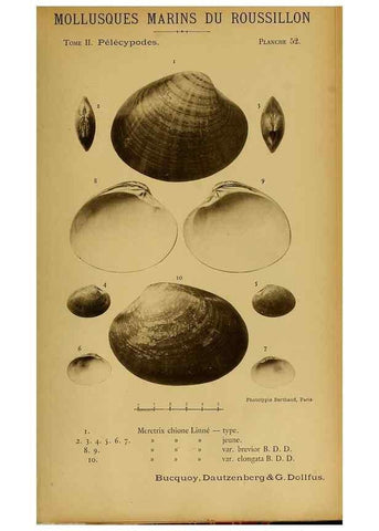 Reproducción/Reproduction 49806411908: Les mollusques marins du Roussillon. Paris :J.-B. Baillière,[1882]-[1898]. 
