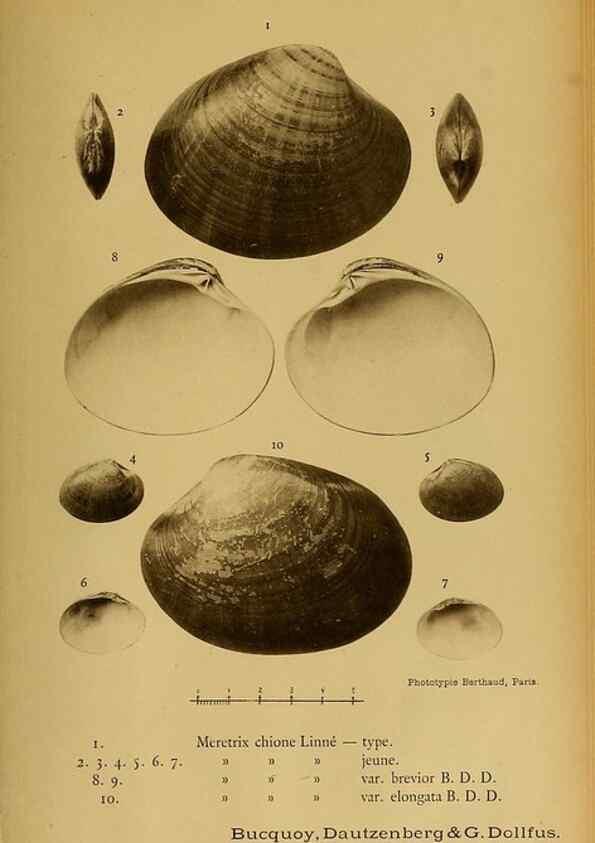 Reproducción/Reproduction 49806411908: Les mollusques marins du Roussillon. Paris :J.-B. Baillière,[1882]-[1898]. 