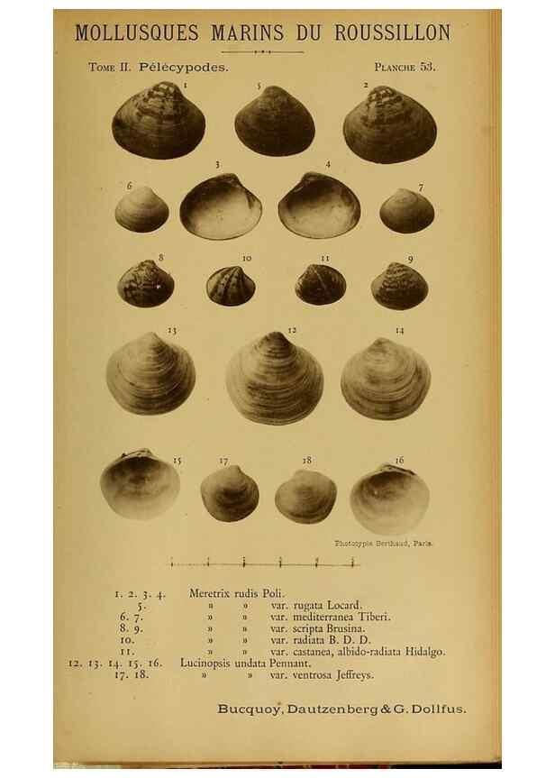 Reproducción/Reproduction 49807277082: Les mollusques marins du Roussillon. Paris :J.-B. Baillière,[1882]-[1898]. 