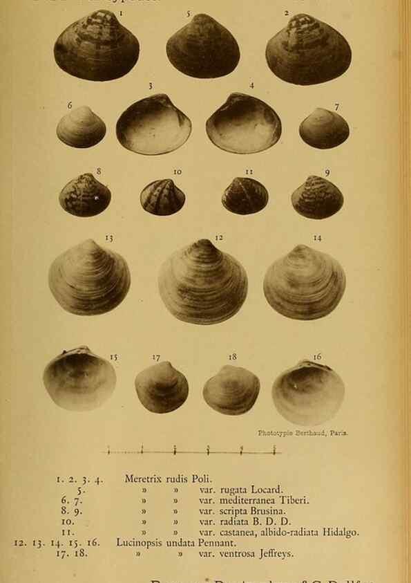 Reproducción/Reproduction 49807277082: Les mollusques marins du Roussillon. Paris :J.-B. Baillière,[1882]-[1898]. 