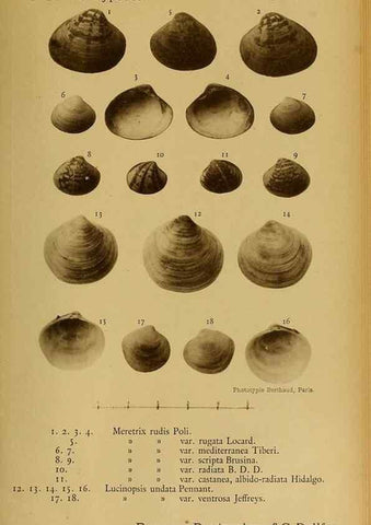 Reproducción/Reproduction 49807277082: Les mollusques marins du Roussillon. Paris :J.-B. Baillière,[1882]-[1898]. 