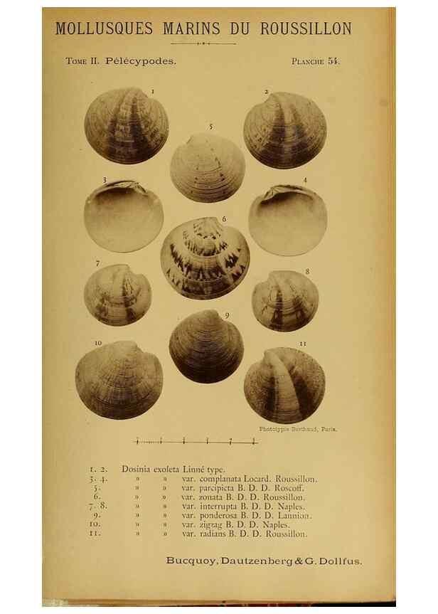 Reproducción/Reproduction 49807277527: Les mollusques marins du Roussillon. Paris :J.-B. Baillière,[1882]-[1898]. 