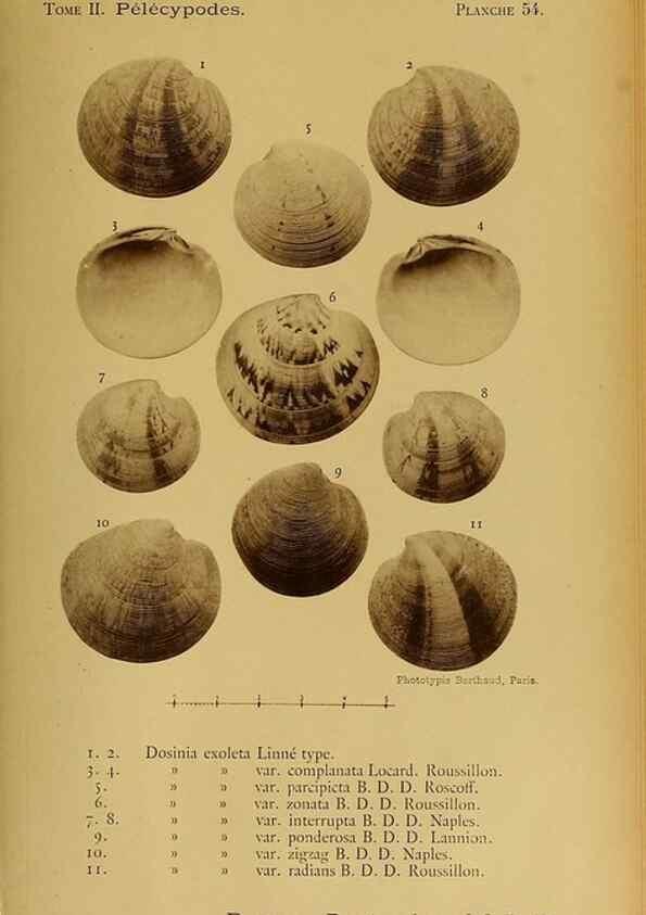 Reproducción/Reproduction 49807277527: Les mollusques marins du Roussillon. Paris :J.-B. Baillière,[1882]-[1898]. 