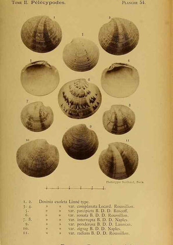 Reproducción/Reproduction 49807277527: Les mollusques marins du Roussillon. Paris :J.-B. Baillière,[1882]-[1898]. 