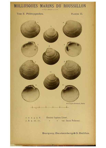 Reproducción/Reproduction 49807277892: Les mollusques marins du Roussillon. Paris :J.-B. Baillière,[1882]-[1898]. 