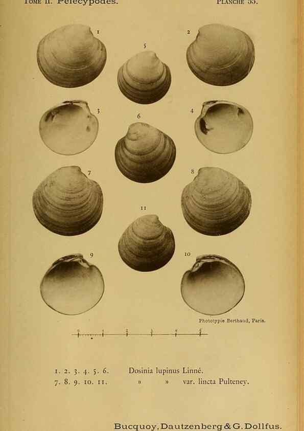 Reproducción/Reproduction 49807277892: Les mollusques marins du Roussillon. Paris :J.-B. Baillière,[1882]-[1898]. 
