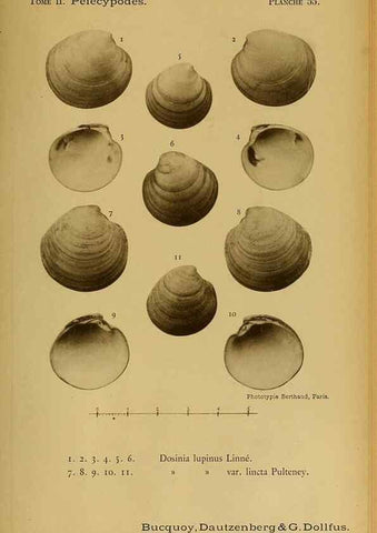 Reproducción/Reproduction 49807277892: Les mollusques marins du Roussillon. Paris :J.-B. Baillière,[1882]-[1898]. 