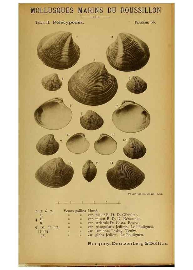 Reproducción/Reproduction 49806413273: Les mollusques marins du Roussillon. Paris :J.-B. Baillière,[1882]-[1898]. 