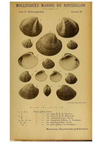 Reproducción/Reproduction 49806413273: Les mollusques marins du Roussillon. Paris :J.-B. Baillière,[1882]-[1898]. 