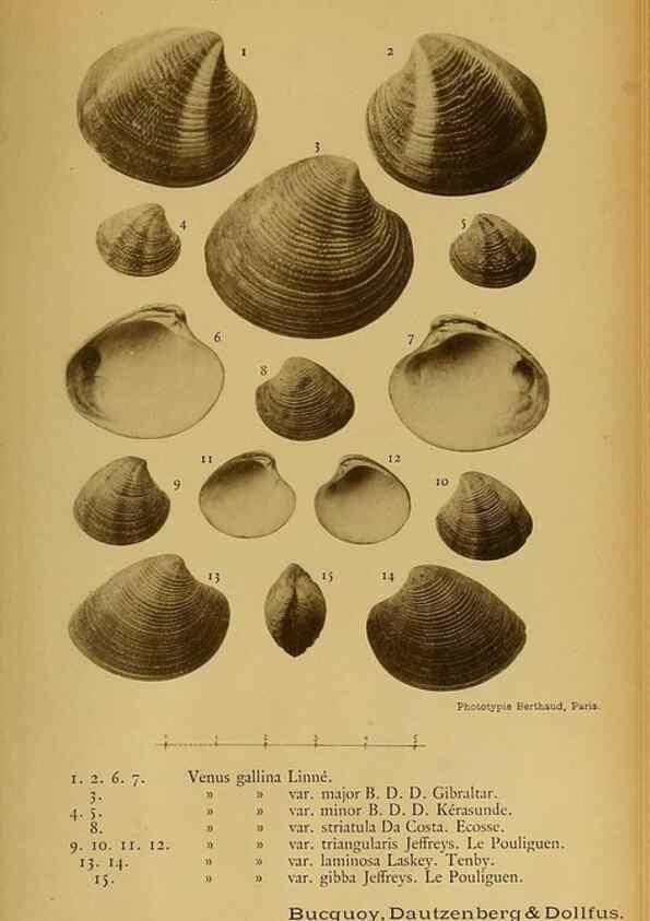 Reproducción/Reproduction 49806413273: Les mollusques marins du Roussillon. Paris :J.-B. Baillière,[1882]-[1898]. 