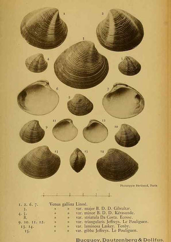 Reproducción/Reproduction 49806413273: Les mollusques marins du Roussillon. Paris :J.-B. Baillière,[1882]-[1898]. 