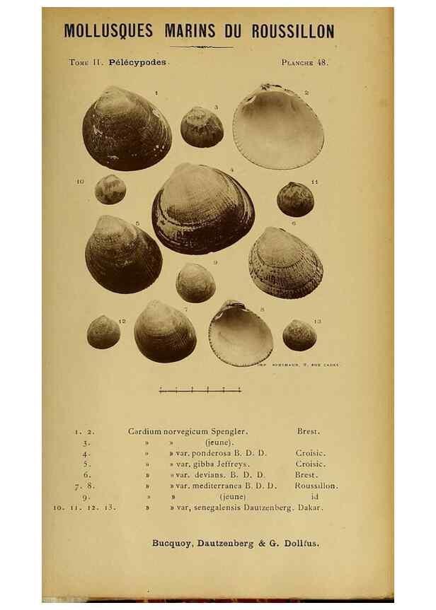 Reproducción/Reproduction 49806966151: Les mollusques marins du Roussillon. Paris :J.-B. Baillière,[1882]-[1898]. 