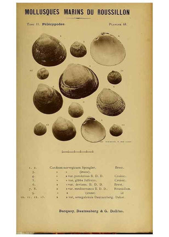 Reproducción/Reproduction 49806966151: Les mollusques marins du Roussillon. Paris :J.-B. Baillière,[1882]-[1898]. 