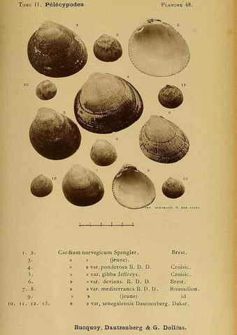 Reproducción/Reproduction 49806966151: Les mollusques marins du Roussillon. Paris :J.-B. Baillière,[1882]-[1898]. 