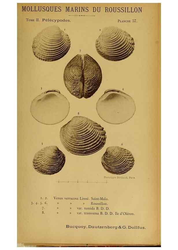 Reproducción/Reproduction 49807278542: Les mollusques marins du Roussillon. Paris :J.-B. Baillière,[1882]-[1898]. 