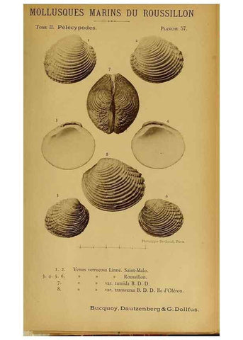 Reproducción/Reproduction 49807278542: Les mollusques marins du Roussillon. Paris :J.-B. Baillière,[1882]-[1898]. 