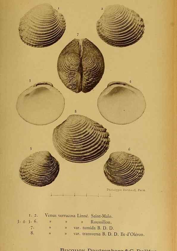 Reproducción/Reproduction 49807278542: Les mollusques marins du Roussillon. Paris :J.-B. Baillière,[1882]-[1898]. 