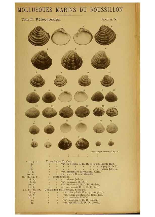 Reproducción/Reproduction 49806414198: Les mollusques marins du Roussillon. Paris :J.-B. Baillière,[1882]-[1898]. 