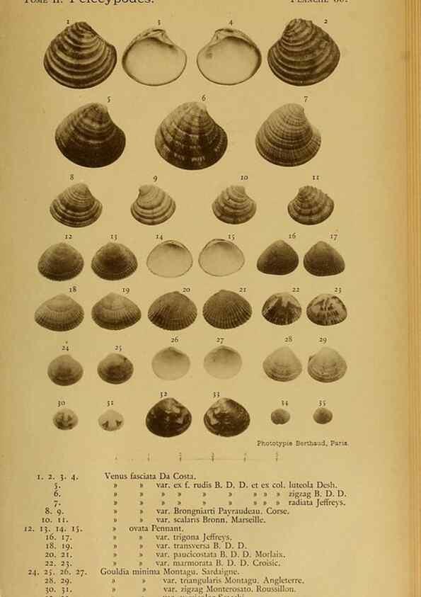Reproducción/Reproduction 49806414198: Les mollusques marins du Roussillon. Paris :J.-B. Baillière,[1882]-[1898]. 