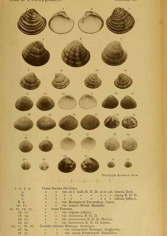 Reproducción/Reproduction 49806414198: Les mollusques marins du Roussillon. Paris :J.-B. Baillière,[1882]-[1898]. 
