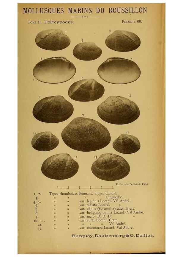 Reproducción/Reproduction 49807279572: Les mollusques marins du Roussillon. Paris :J.-B. Baillière,[1882]-[1898]. 