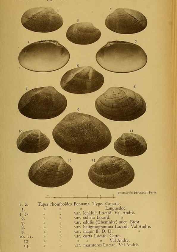 Reproducción/Reproduction 49807279572: Les mollusques marins du Roussillon. Paris :J.-B. Baillière,[1882]-[1898]. 