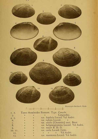 Reproducción/Reproduction 49807279572: Les mollusques marins du Roussillon. Paris :J.-B. Baillière,[1882]-[1898]. 