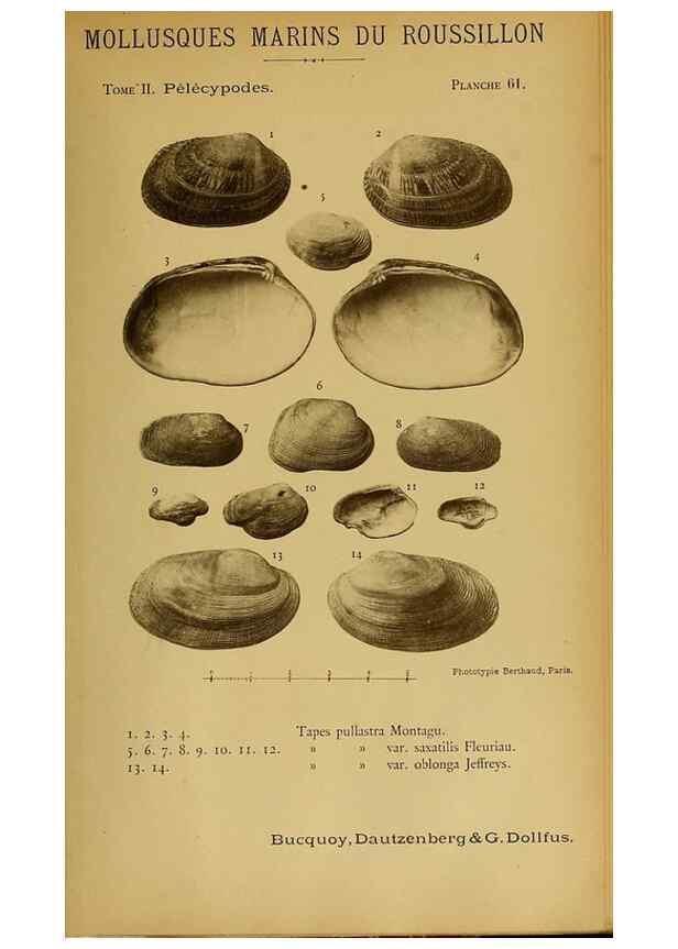Reproducción/Reproduction 49806414933: Les mollusques marins du Roussillon. Paris :J.-B. Baillière,[1882]-[1898]. 