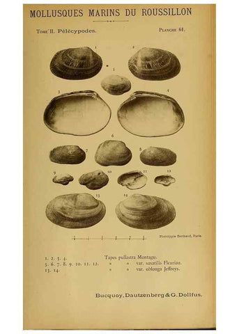 Reproducción/Reproduction 49806414933: Les mollusques marins du Roussillon. Paris :J.-B. Baillière,[1882]-[1898]. 