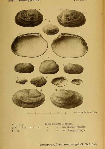 Reproducción/Reproduction 49806414933: Les mollusques marins du Roussillon. Paris :J.-B. Baillière,[1882]-[1898]. 