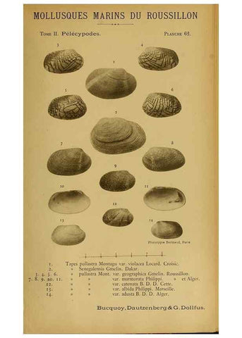 Reproducción/Reproduction 49806970891: Les mollusques marins du Roussillon. Paris :J.-B. Baillière,[1882]-[1898]. 