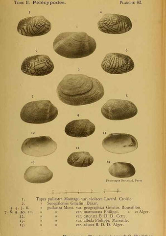 Reproducción/Reproduction 49806970891: Les mollusques marins du Roussillon. Paris :J.-B. Baillière,[1882]-[1898]. 