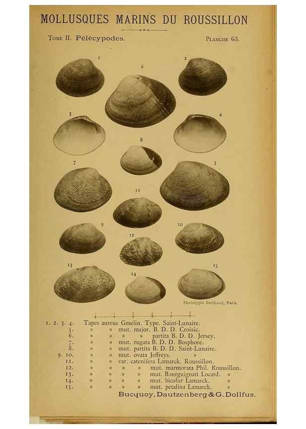 Reproducción/Reproduction 49806971236: Les mollusques marins du Roussillon. Paris :J.-B. Baillière,[1882]-[1898]. 