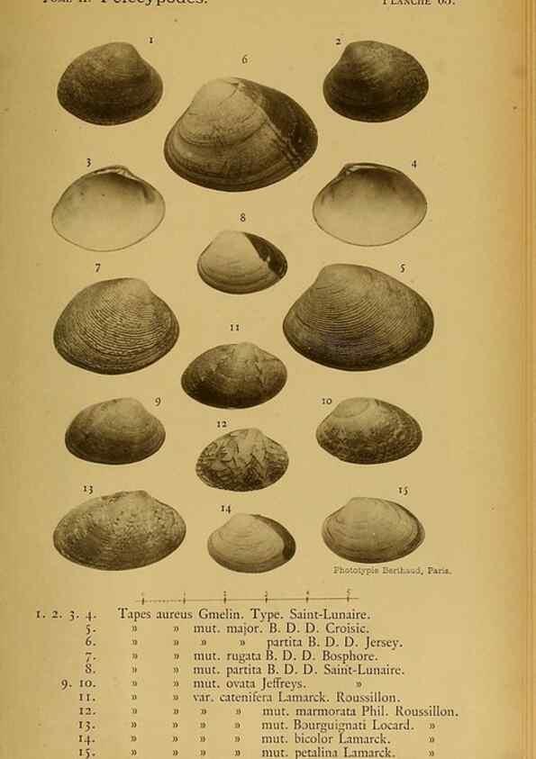 Reproducción/Reproduction 49806971236: Les mollusques marins du Roussillon. Paris :J.-B. Baillière,[1882]-[1898]. 