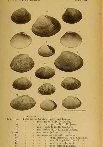 Reproducción/Reproduction 49806971236: Les mollusques marins du Roussillon. Paris :J.-B. Baillière,[1882]-[1898]. 