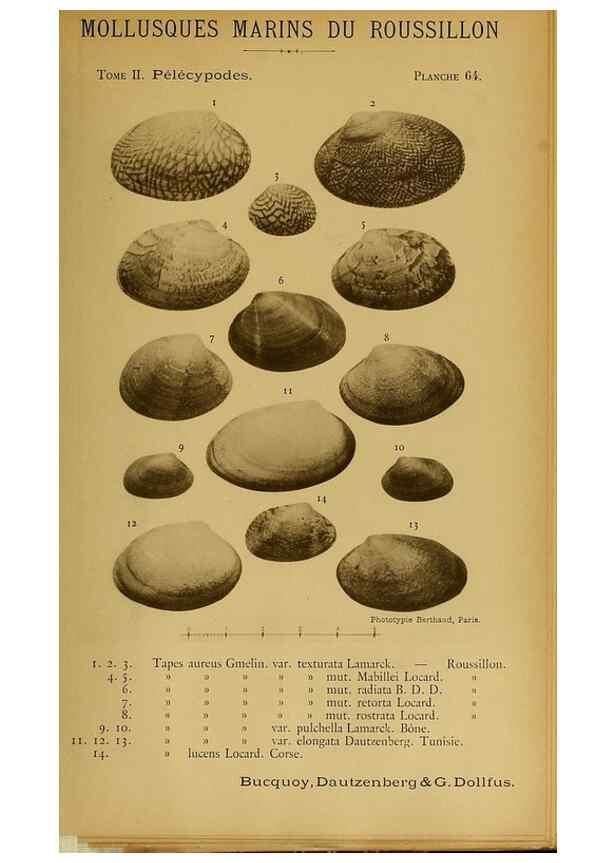 Reproducción/Reproduction 49806415868: Les mollusques marins du Roussillon. Paris :J.-B. Baillière,[1882]-[1898]. 