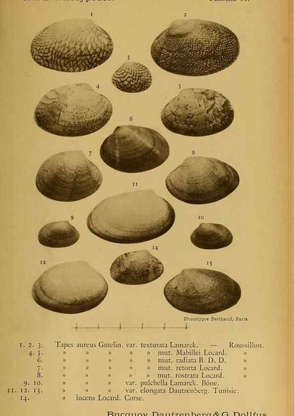 Reproducción/Reproduction 49806415868: Les mollusques marins du Roussillon. Paris :J.-B. Baillière,[1882]-[1898]. 